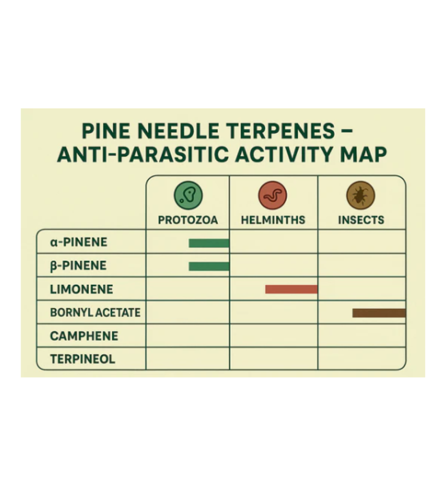 Live Pine Red Pine Needle Oil – WILD CRAFTED PINUS DENSIFLORA (2oz) (5Bottles)